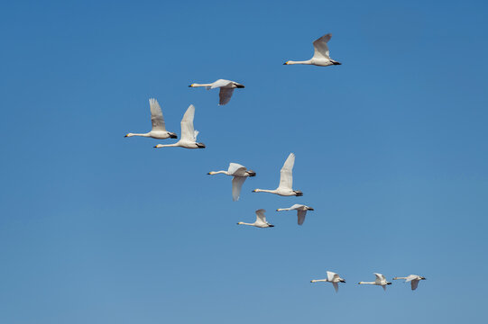 【資料：渡り鳥】越冬地で力強く飛ぶ白鳥の群れ