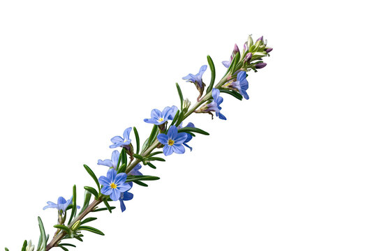 Rosemary sprig blooming with small blue flowers and green leaves on transparent background isolated