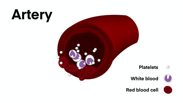 Scientific animation of artery cross section showing red blood cells, white blood cells and platelets flowing inside human circulatory system, medical diagram for educational health biology