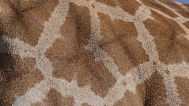 Close-Up of Giraffe Skin Pattern With Brown and White Patches
