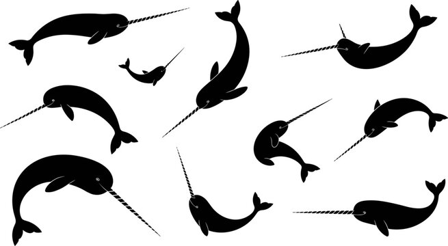 Narwhal silhouette collection marine animal set isolated black shapes swimming whale with horn flat vector illustration for design projects
