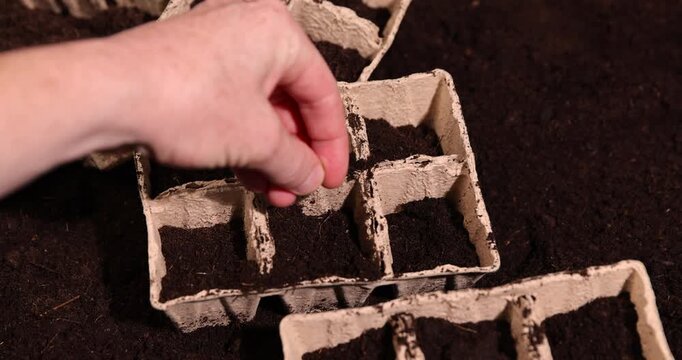 melon seeds and filled cardboard pots for seedlings with fertile brown soil, white melon seeds and paper disposable cups for seedlings filled with soil mixed with humus and peat