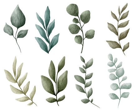 Assortment of watercolor floral leves  illustration set - green leaf branches collection for wedding, greetings, stationary, wallpapers, fashion, background. olive, green leaves, Eucalyptus.