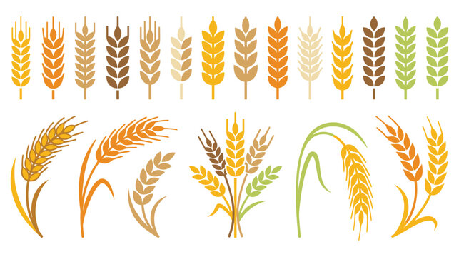Various wheat ears and grains in different colors and styles.