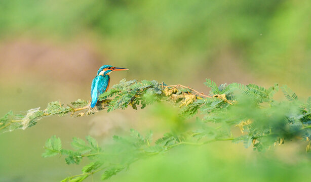 Colorful common kingfisher sitting on a thin branch with soft bokeh background in natural environment