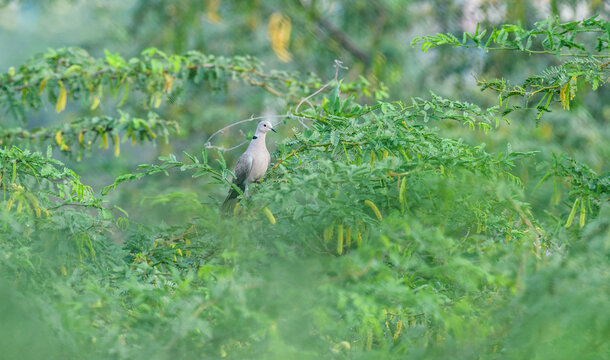 Colorful Eurasian collared Dove sitting on a thin branch with soft bokeh background in natural environment
