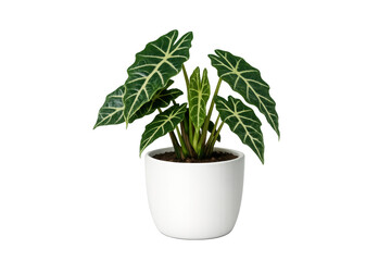Fototapeta premium Alocasia amazonica polly houseplant in white pot