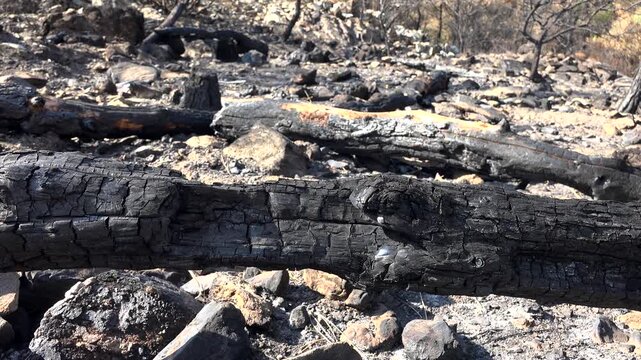 Burnt black ashes cover bush branches and tree trunks across a forest landscape. Charred remains and soot mark woody plants after wildfire damage in a quiet woodland scene.