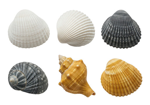 Assorted fossilized ammonites in various sizes and states of preservation isolated on transparent background