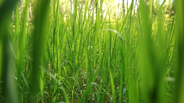  We go through the thickets of grass in summer
