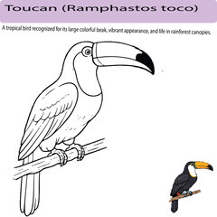 Obraz premium A minimal realistic line art illustration of a toucan perched on a branch, with a large detailed beak and clean vector lines. The composition includes a small colored version highlighting the bird’s v