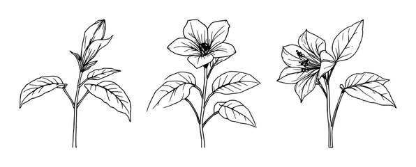 Fototapeta premium Fine line art of a tobacco plant flower and leaves, vintage botanical aesthetic, isolated on white background. set with simple line art design featuring simple design, minimalist, black and white w...