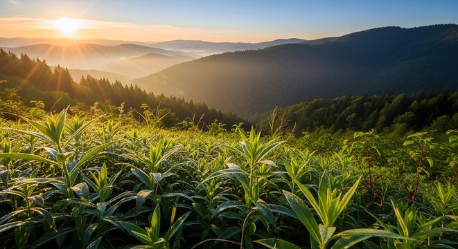 Sunrise Over Lush Forest with Dew Covered Plants in Foreground