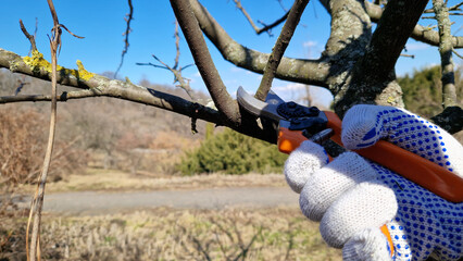 Spring pruning of trees. Works with secateurs in the garden. Cutting off excess branches with secateurs for the correct formation of the tree crown. Work of a gardener in the park or at the dacha © Mariia