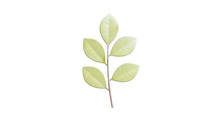 Fototapeta premium Green leaf sprig on a light background