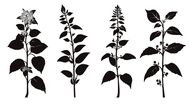Silhouettes of diverse flowering plant stems, leaves, and various detailed floral structures