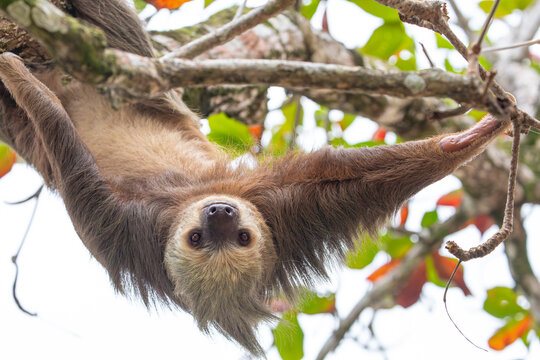 male two toed sloth (Choloepus didactylus) hanging upside down and climbing on almond tree. Beach, Punta Uva, Limon, Caribbean, Costa Rica.