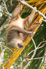 male two toed sloth (Choloepus didactylus) hanging upside down and climbing on tree. Beach, Punta Uva, Limon, Caribbean, Costa Rica. © jiriviehmann