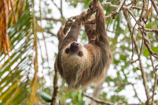 male two toed sloth (Choloepus didactylus) hanging upside down and climbing on almond tree. Beach, Punta Uva, Limon, Caribbean, Costa Rica.