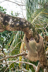 Naklejka premium male two toed sloth (Choloepus didactylus) hanging upside down and climbing on almond tree. Beach, Punta Uva, Limon, Caribbean, Costa Rica.