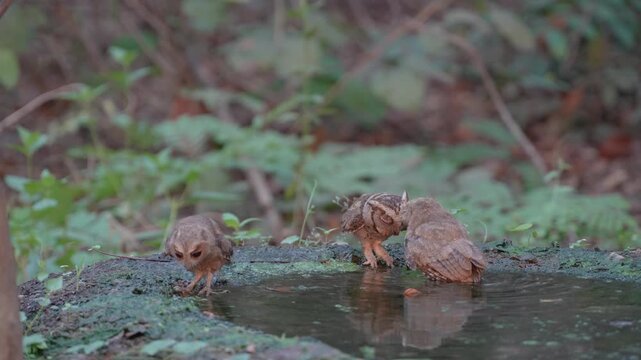 Collared scops owl (Otus lettia) Bathing in natural water sources during the dry season.