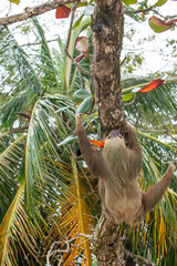 Naklejka premium male two toed sloth (Choloepus didactylus) hanging upside down and climbing on almond tree. Beach, Punta Uva, Limon, Caribbean, Costa Rica.