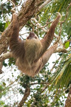 male two toed sloth (Choloepus didactylus) hanging upside down and climbing on almond tree. Beach, Punta Uva, Limon, Caribbean, Costa Rica.