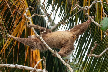 Naklejka premium male two toed sloth reaching and stretching across branches towards a palm frond, showing genitals. Beach, Punta Uva, Costa Rica.