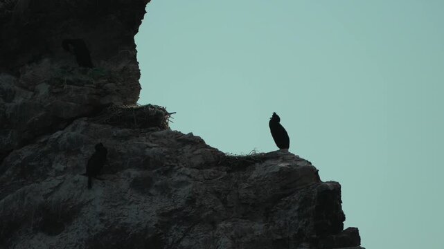 Cormorants silhouette cliff standing dramatically on steep rocks against a moody teal sky, highlighting marine wilderness