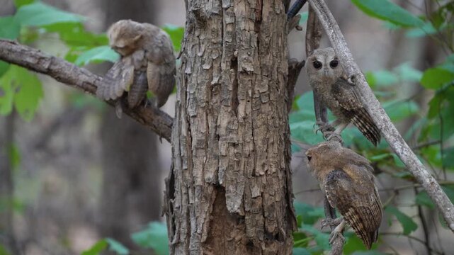 Collared scops owl (Otus lettia)on branch bird watching in natural habitats in the forest.