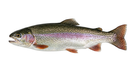 Obraz premium rainbow trout fish on white background