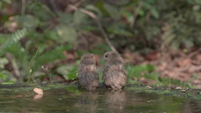 Collared scops owl (Otus lettia) Bathing in natural water sources during the dry season.