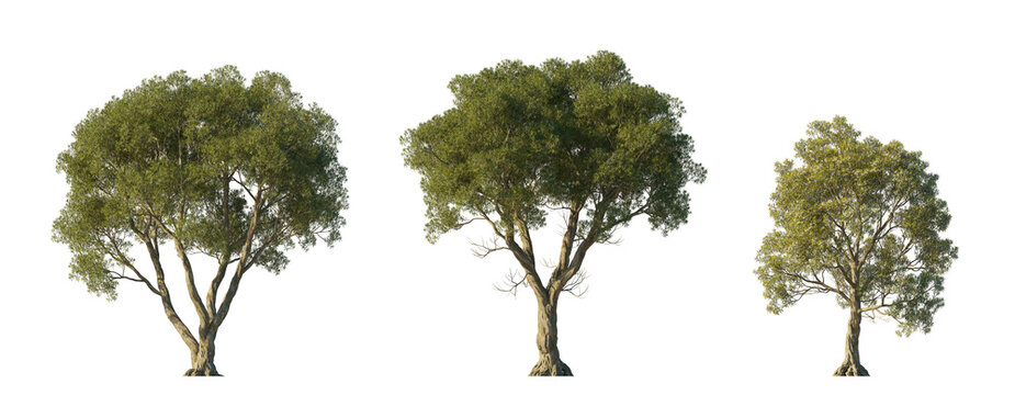 Melaleuca linariifolia (snow-in-summer, narrow-leaved paperbark, flax-leaved paperbark) isolated PNG on a transparent background premium nature cutout