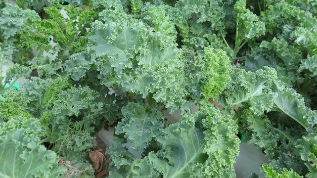 Footage of Curly Kales Being Cultivated by Hydroponic Growing System