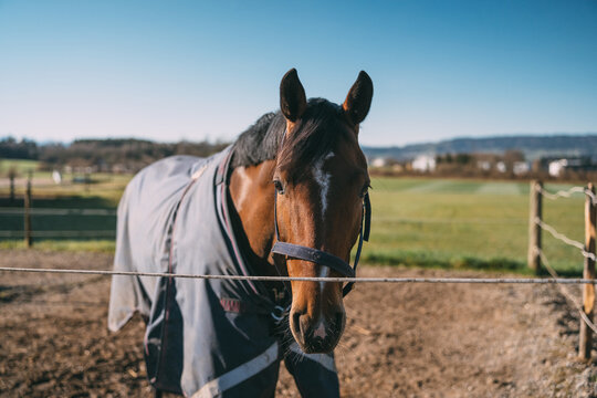 Brown horse with a white blaze wearing a rug standing behind a fence in a field