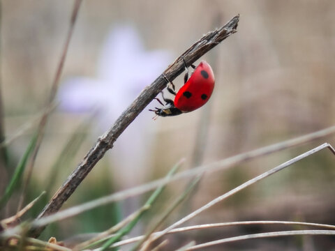 A ladybug crawls across a blade of green grass growing in a field on a sunny spring day
