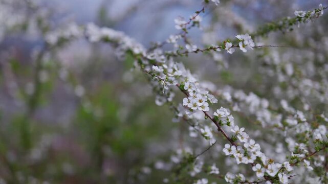 Spiraea is swaying in the wind