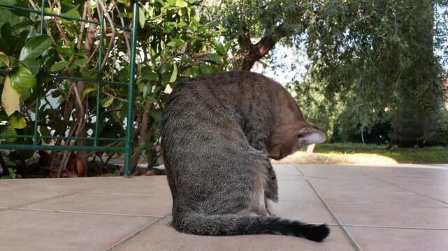 A domestic Cat sitting on a garden patio as it washes itself. Italy.