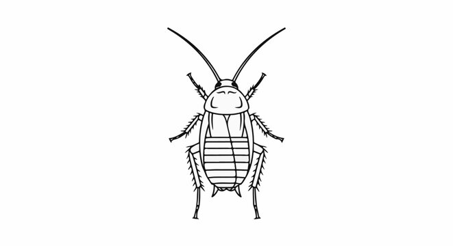 Detailed line drawing of a cockroach viewed from above