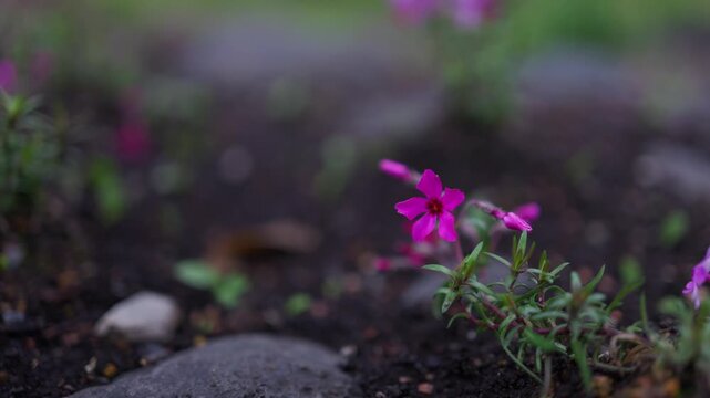 Moss phlox is swaying in the wind