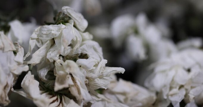old limp and almost dried flowers from a bouquet, spoiled flowers with white petals in a bouquet that is thrown into the trash, bunch of flowers