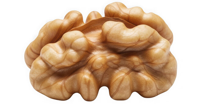 Single shelled walnut kernel close-up view.