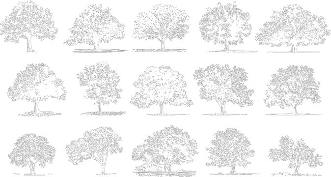 Collection of fifteen detailed black and white line of various deciduous trees with textured foliage and visible roots