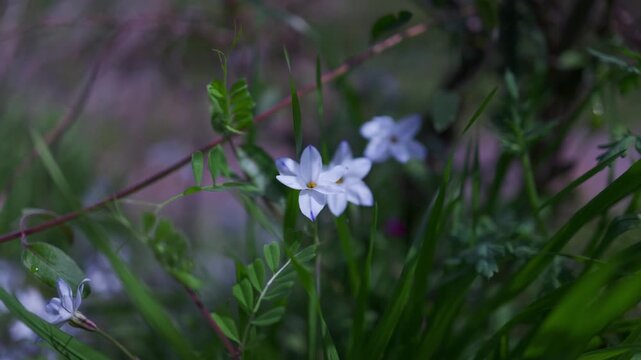 Spring starflowers are swaying in the wind