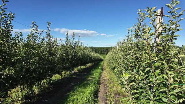 Young apple orchard. Organic gardening.