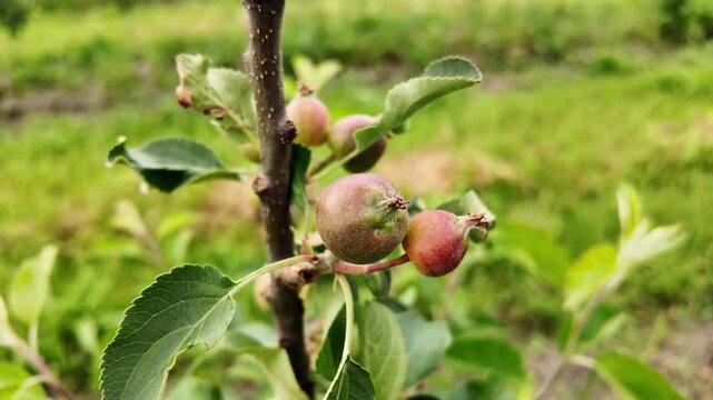 Young Apple Fruits Developing in a Summer Orchard.