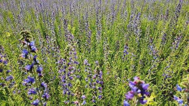 Close-up of Echium vulgare plants gently swaying in the wind in a meadow. The footage highlights the vibrant blue flowers, green stems, and natural movement in a rural wildflower setting.