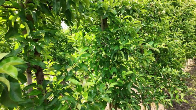 Symmetrical Apple Tree Rows in a Well-Organized Fruit Garden.