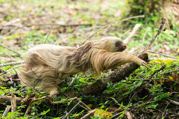 Naklejka premium two toed sloth (Choloepus didactylus) rarely walking and crawling on the ground, heading to a tree. Puerto Viejo, Caribbean, Costa Rica.