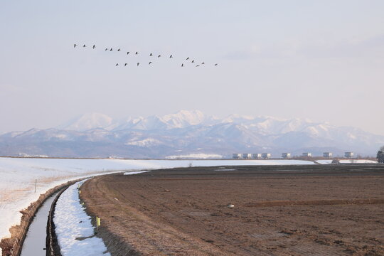 雪が解けた畑の上空を宮島沼方向に向かうマガンの一団　北海道月形町